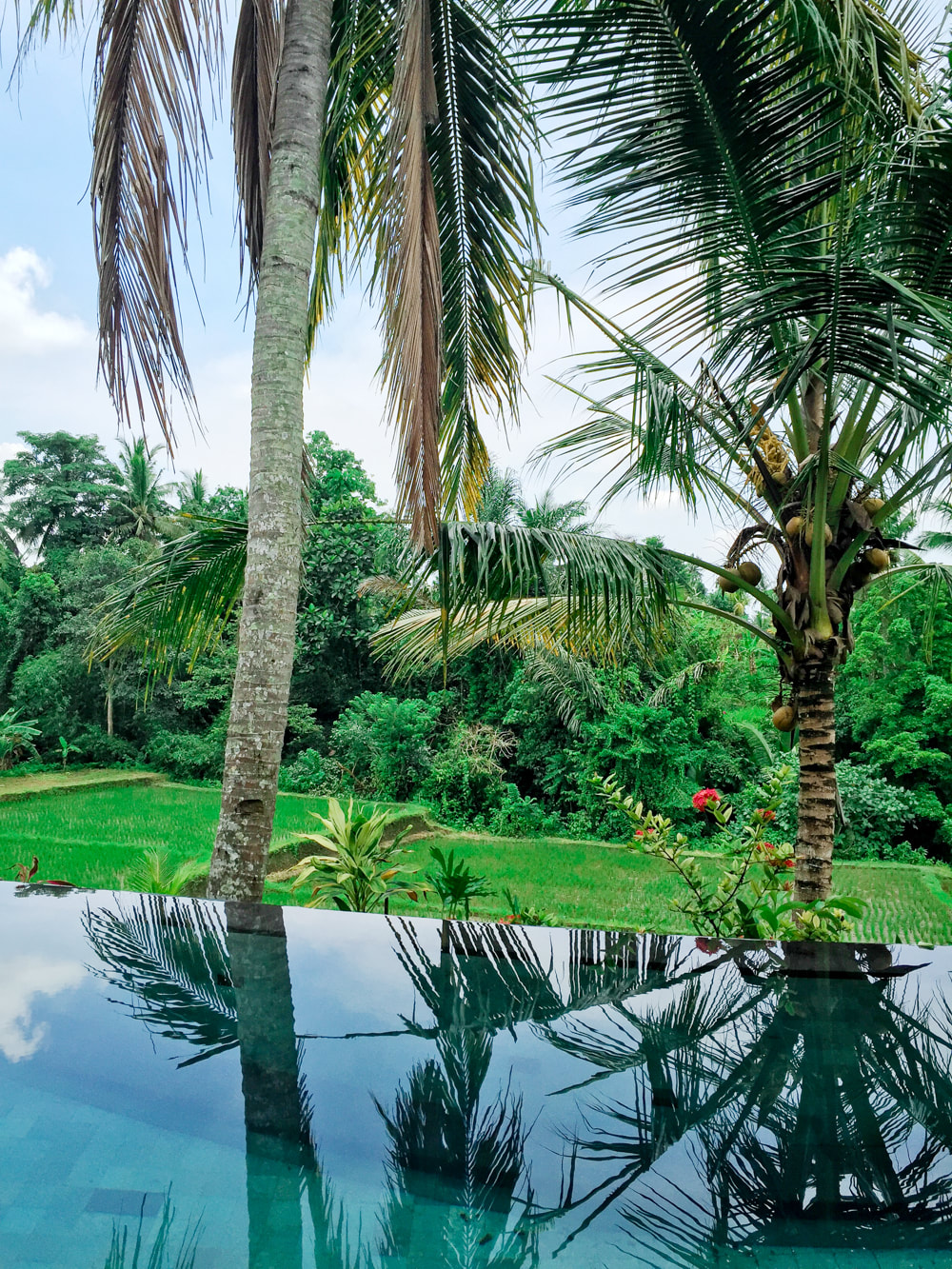 The view from the Govardana Villa's private infinity pool, overlooking rice paddy fields. Dwaraka, The Royal Villas, Ubud, Bali, Indonesia.
