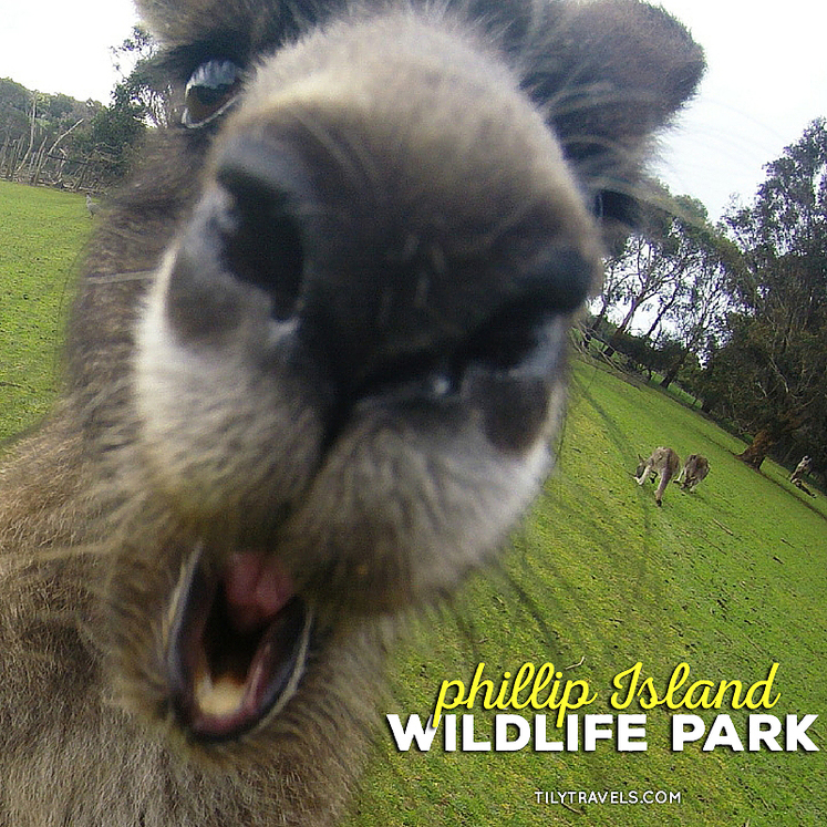 Phillip Island Wildlife Park, Phillip Island, Australia - Tily Travels.
