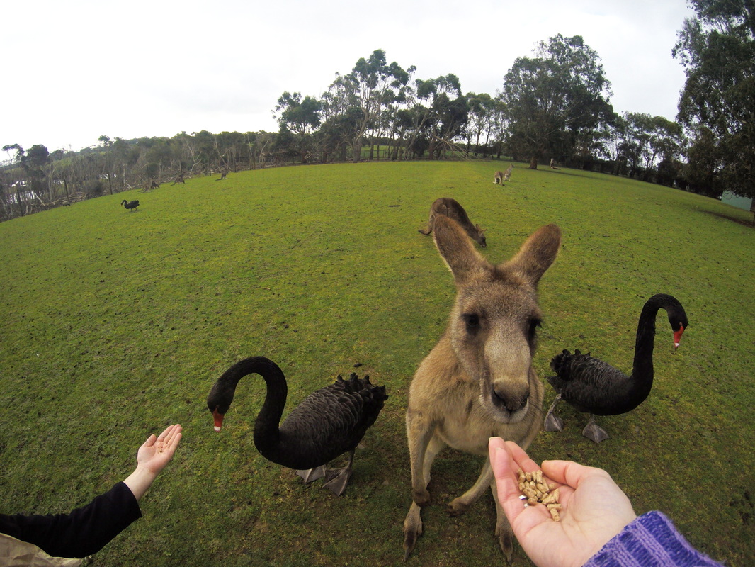 Phillip Island Wildlife Park, Drawing a crowd. Black swans and lots of roos.