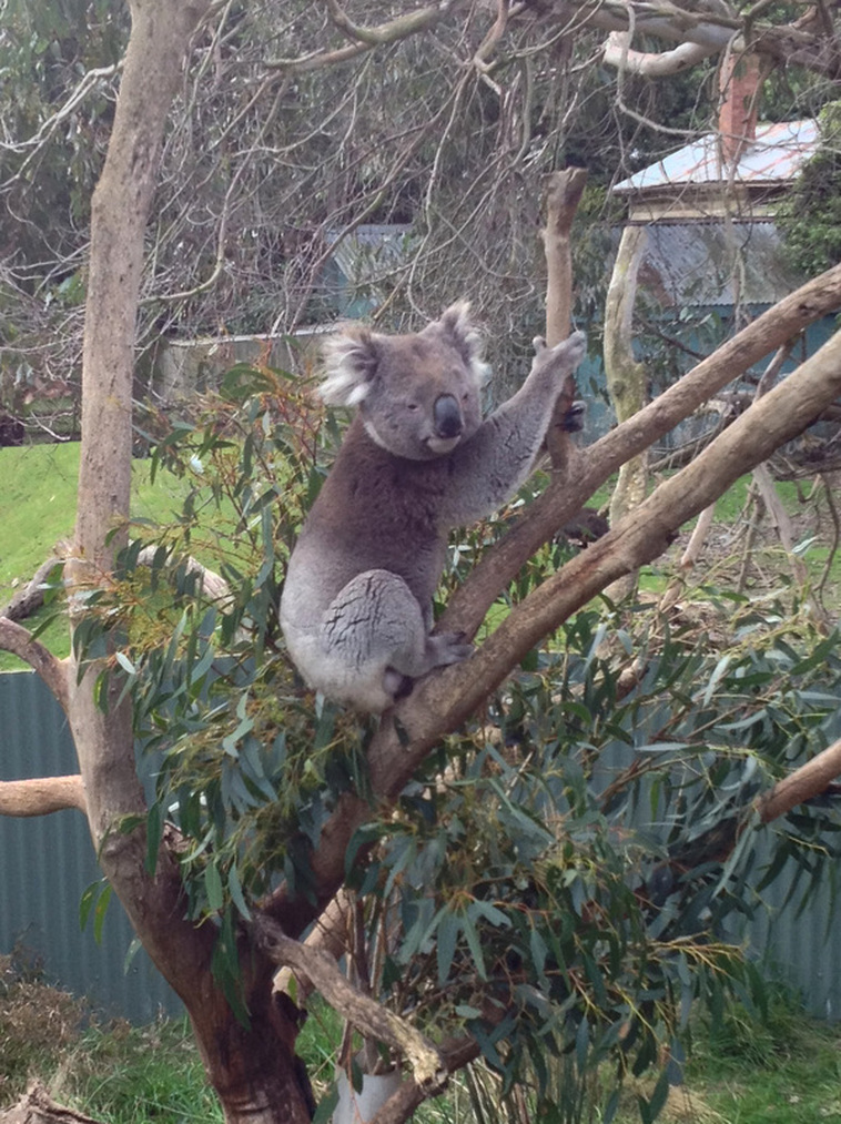 Phillip Island Wildlife Park, A koala resting in a tree.