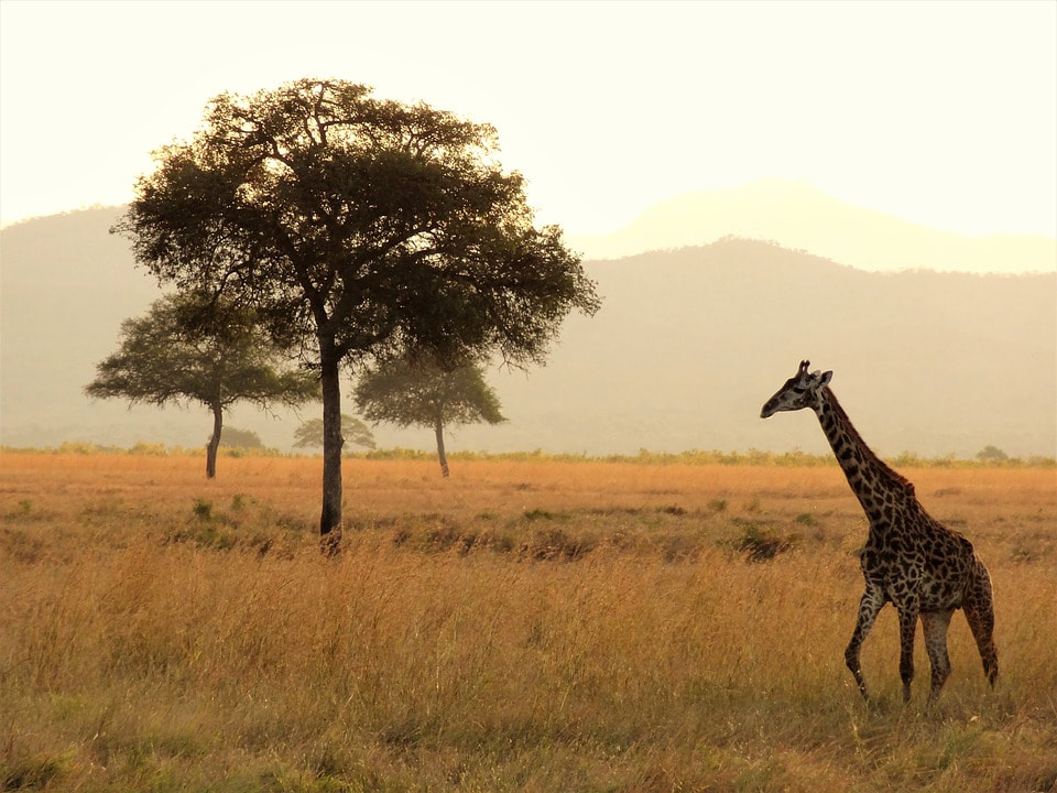 Amazing Vacation Ideas for the Intrepid Traveller Inside You - Safari adventure.