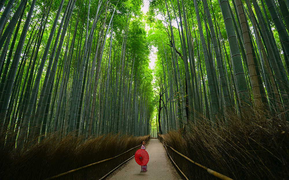 The Bamboo forest - 6 things you must do in Japan.