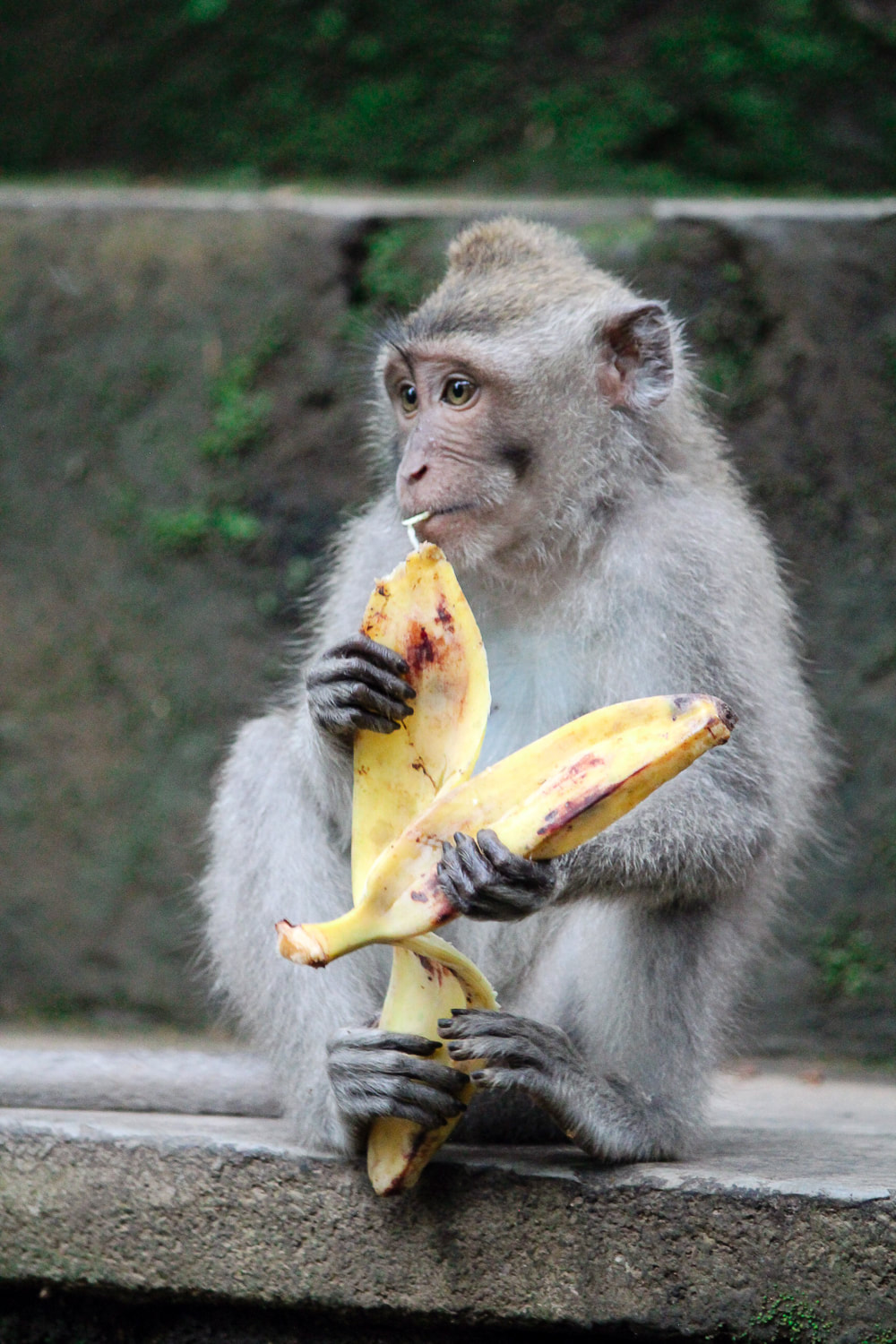 Grey-haired, long-tail, macaque. Dinner time (Bananas) at the Sacred Monkey Forest Sanctuary, Ubud, Bali, Indonesia.