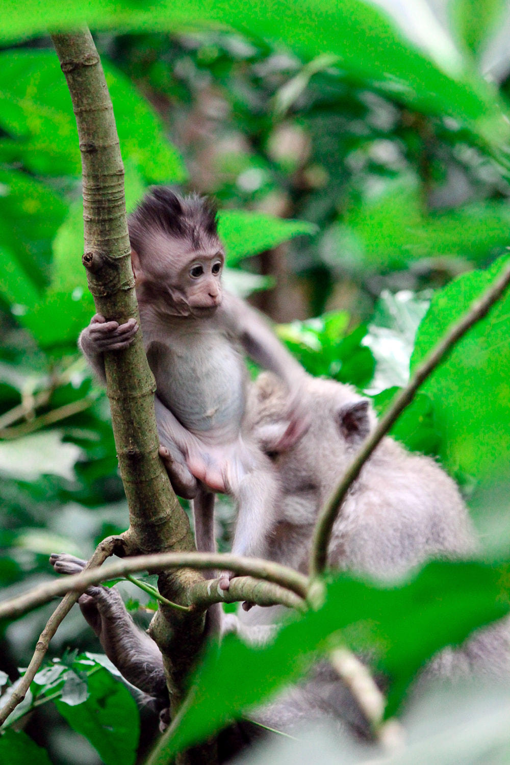 A baby grey-haired, long-tail, macaque climbing a tree. Sacred Monkey Forest Sanctuary, Ubud, Bali, Indonesia.