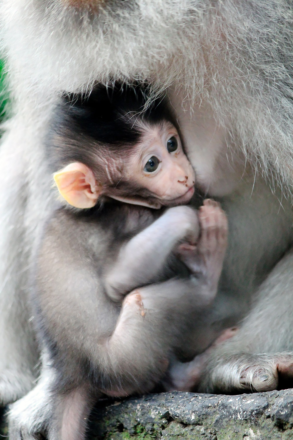 A baby Grey-haired, long-tail, macaque holding on to its mother. Sacred Monkey Forest Sanctuary, Ubud, Bali, Indonesia.