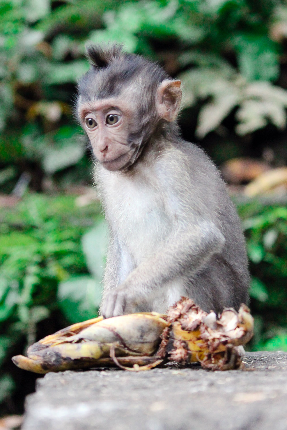 A baby Grey-haired, long-tail, macaque. Dinner time (Bananas) at the Sacred Monkey Forest Sanctuary, Ubud, Bali, Indonesia.
