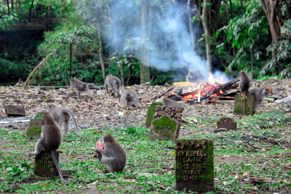 Monkey spectators interested in the funeral pyre burning at the rear of the cemetery. Pura Prajapati (the Cremation Temple). Sacred Monkey Forest Sanctuary, Ubud, Bali, Indonesia.