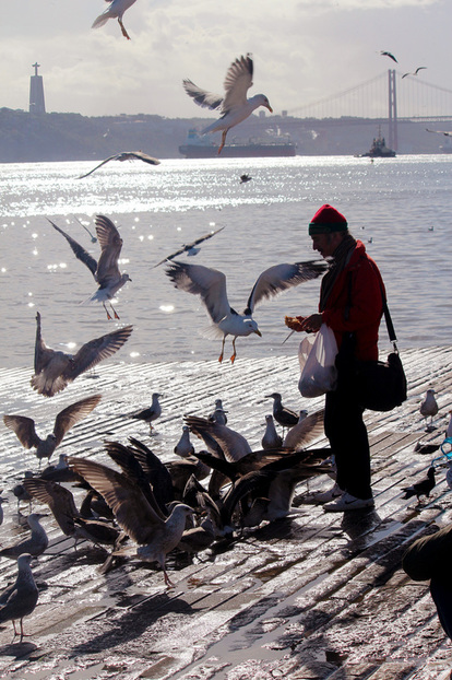 A man feeds a pack of seagulls/ birds flying by the water of the Tagus River, Cais das Colunas, Praca do Comercio, Lisbon, Portugal.