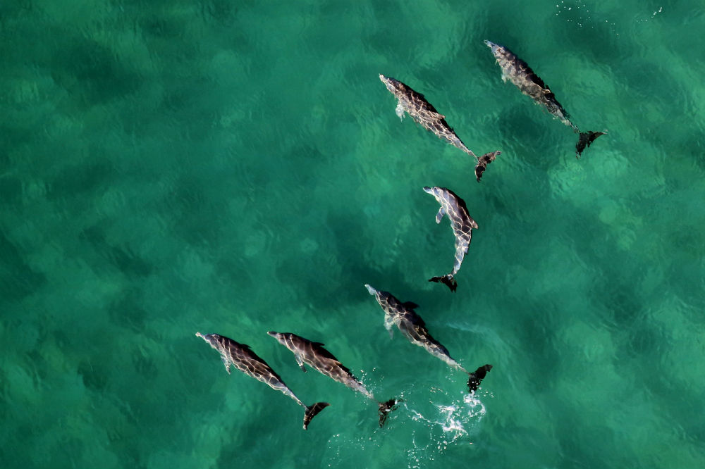 Wildlife Excursions Worthy Of Your Bucket List. Dolphins.
