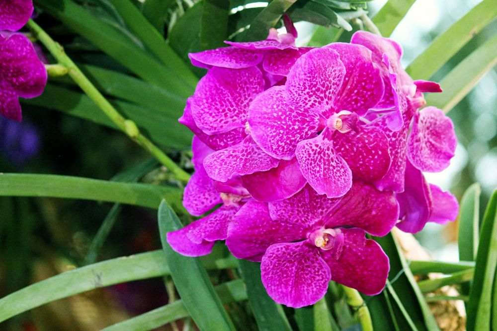 Pink flowers inside of the Flower Dome at Gardens by the Bay in Singapore.