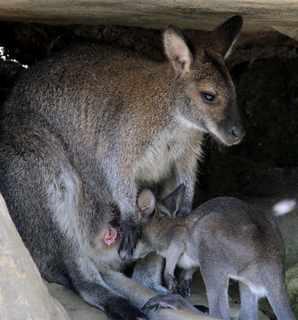 Australian wildlife: A Rock Wallaby and her baby hiding from the heat under the rocks at Healesville Sanctuary.
