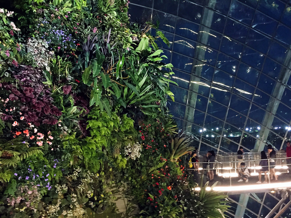 The lush vegetation lining the sides of the 35-metre tall mountain inside the Cloud Forest at Gardens by the Bay in Singapore.