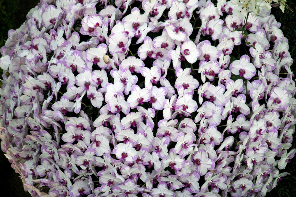 Light purple Phalaenopsis Orchids (Moth Orchids) inside the Flower Dome at Gardens by the Bay, Singapore.