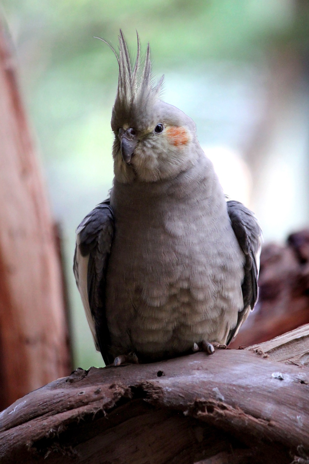 Australian wildlife: Bird at Healesville Sanctuary.