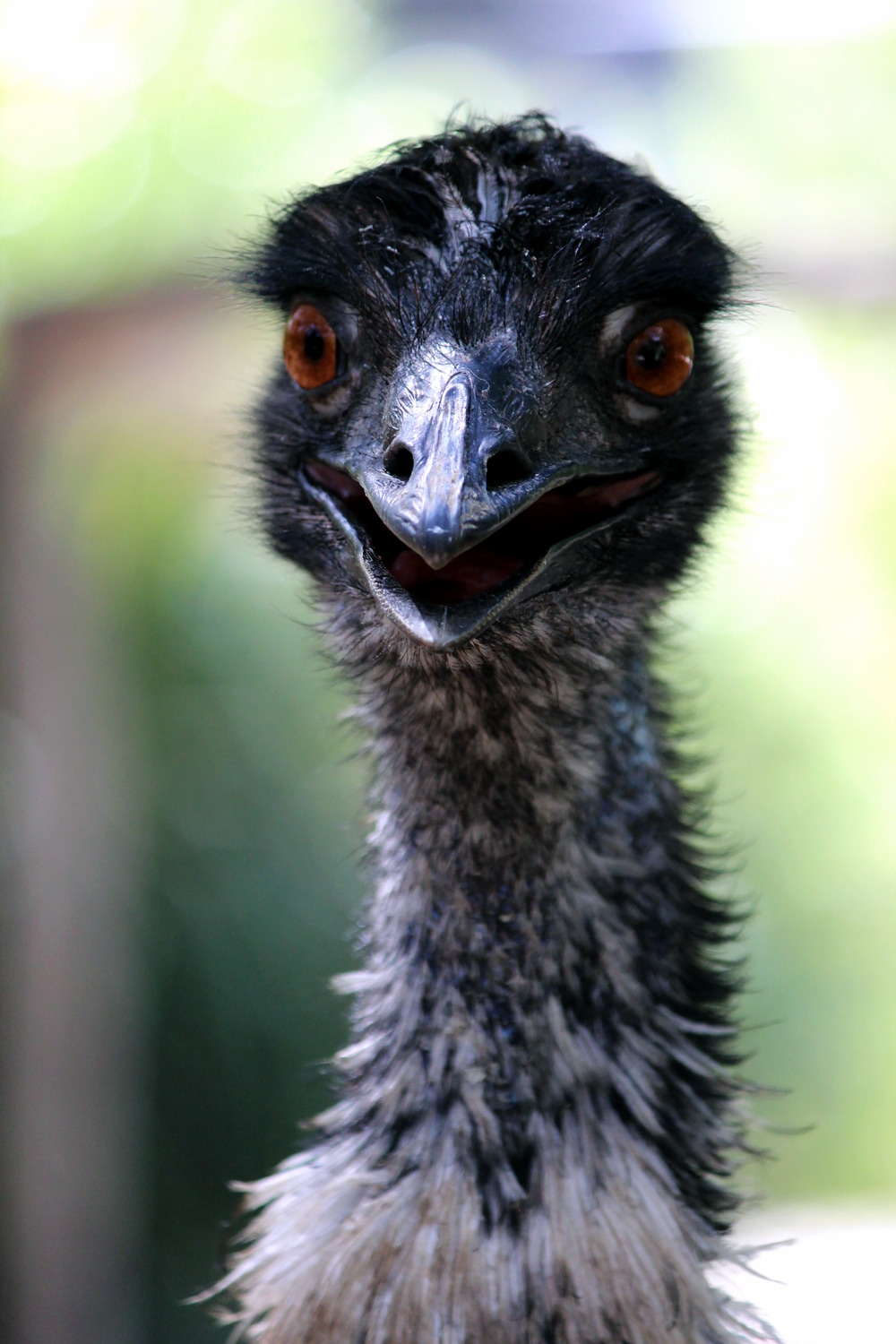 Australian wildlife - An inquisitive Emu stare at Healesville Sanctuary. (Aussie ostrich).
