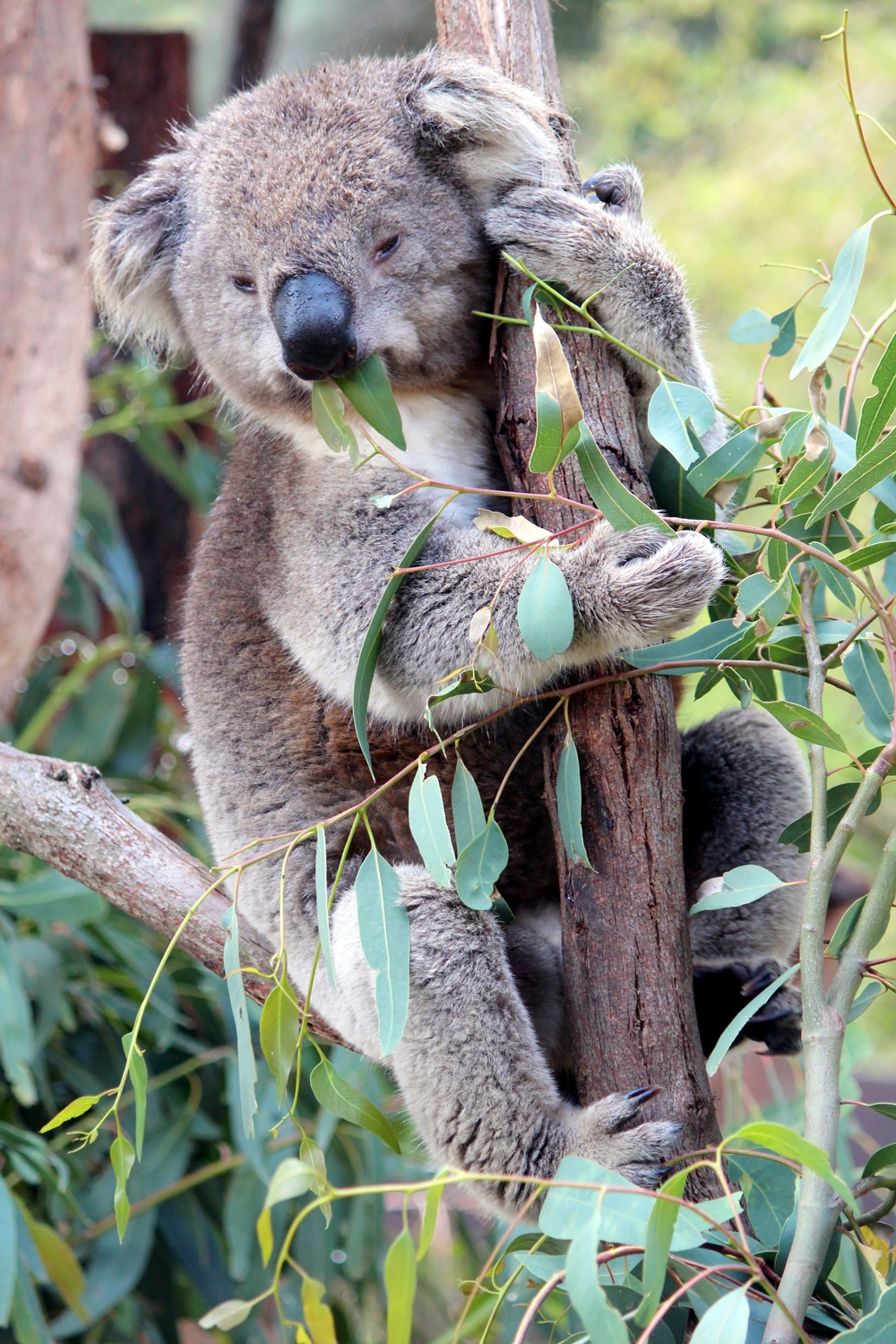 Australian wildlife: Koala eating gum leaves in a tree at Healesville Sanctuary.