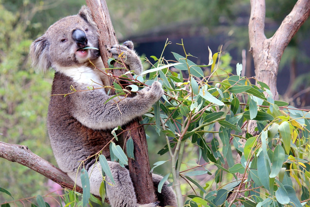 Australian wildlife: Koala eating gum leaves in a tree at Healesville Sanctuary.