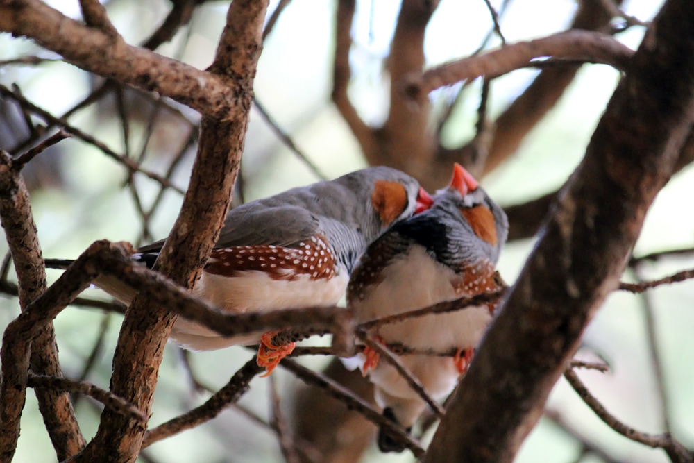 Australian wildlife: Love birds at Healesville Sanctuary.