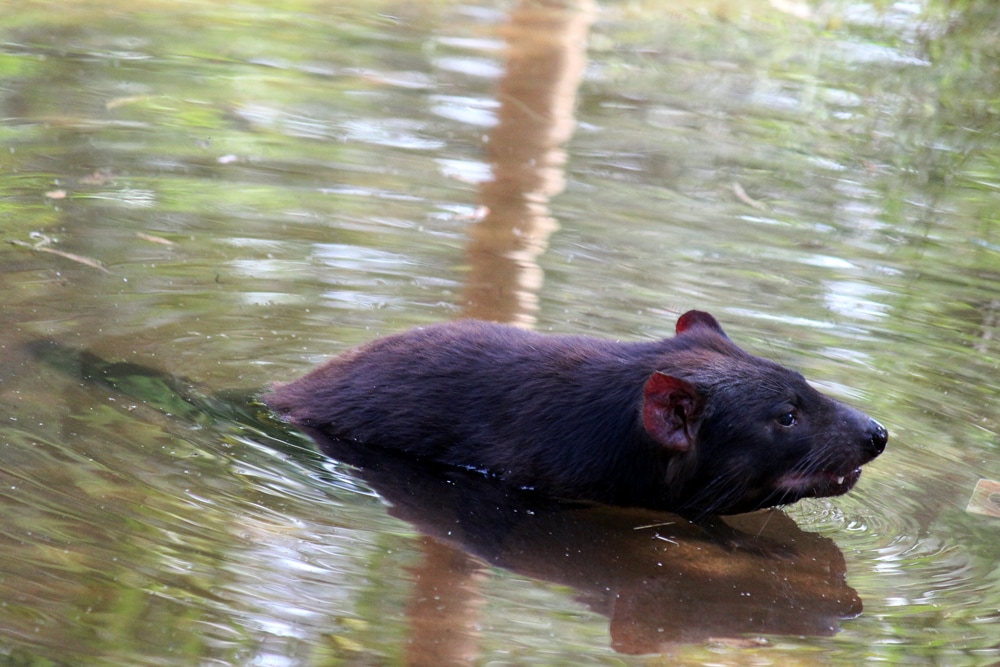 Australian wildlife - A tasmanian devil swimming at Healesville Sanctuary.