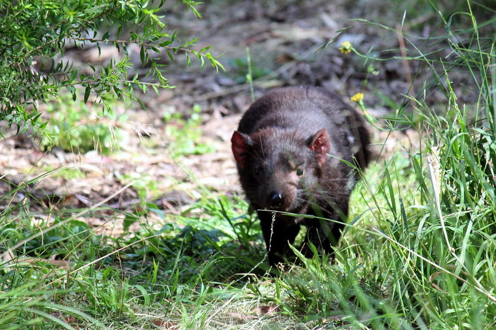 Australian wildlife - A tasmanian devil running at Healesville Sanctuary.