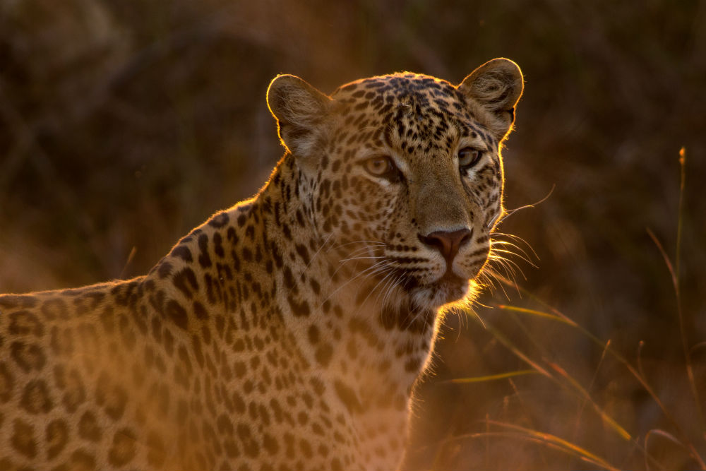 Life’s A Beach But It’s Time To Take A Break. Go on Safari - Leopards in Africa.