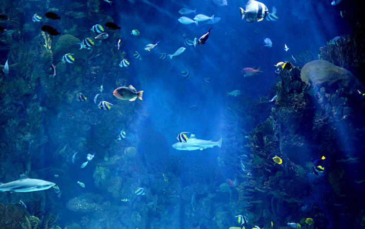Sharks and fish swimming in the L'Oceanografic aquarium, Valencia, Spain.
