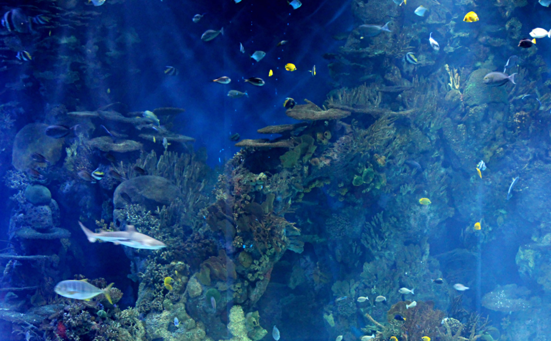 Shark and fish swimming in the L'Oceanografic aquarium, Valencia, Spain.