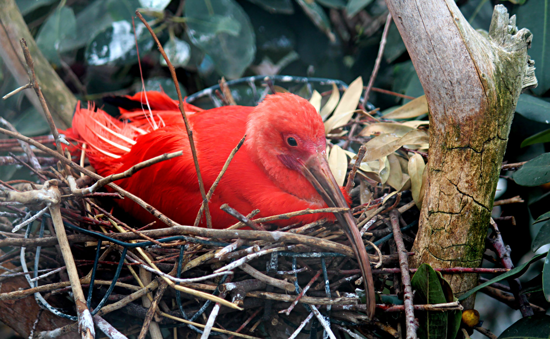 A red bird in the aviary at L'Oceanografic, Valencia, Spain.