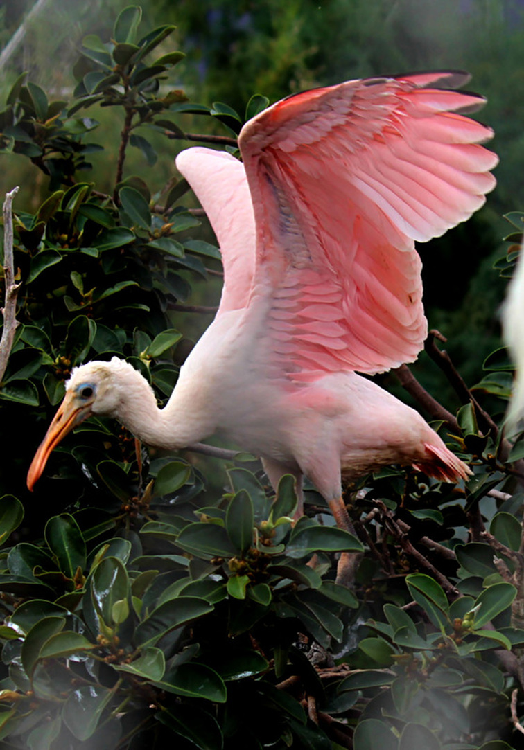 A pink bird in the aviary at L'Oceanografic, Valencia, Spain.