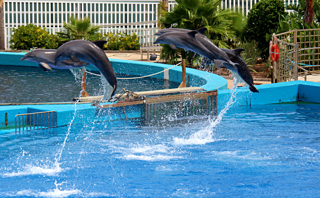5 dolphins breaching/ leaping out of the water performing tricks at the dolphin show - Oceanographic, Valencia, Spain