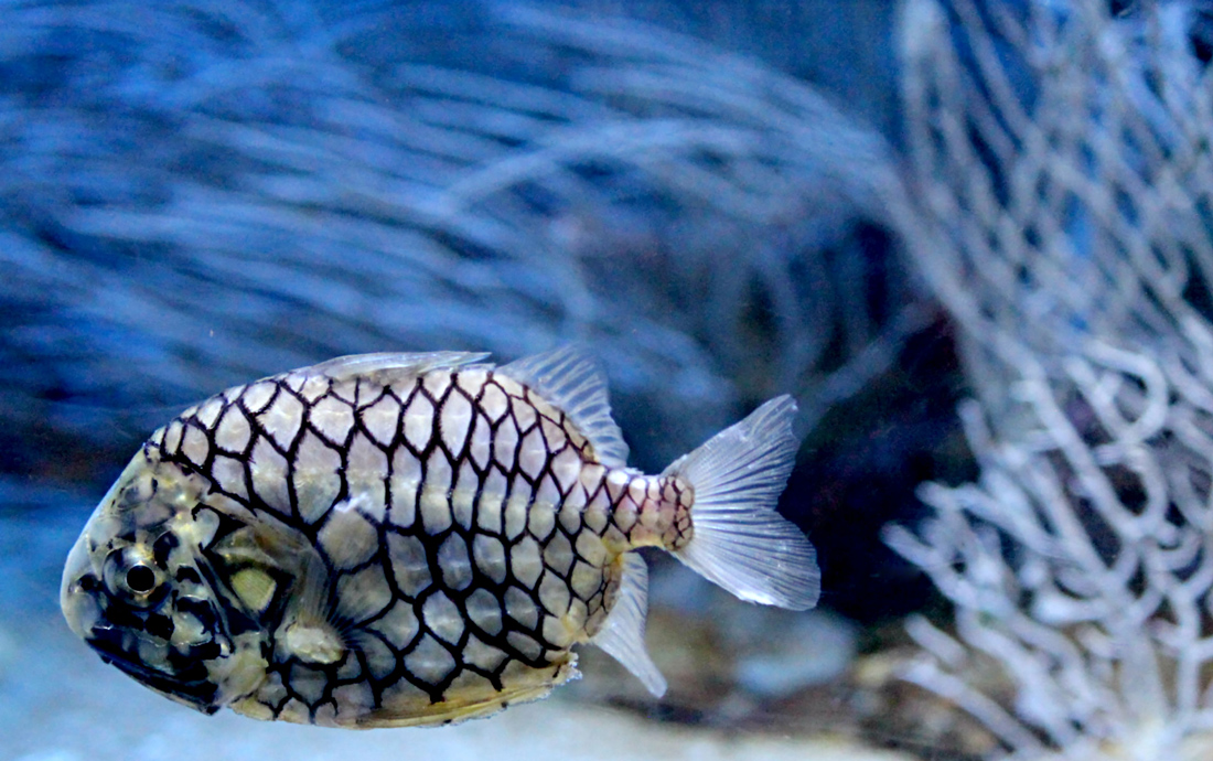 A scale pattern fish swimming in the L'Oceanografic aquarium, Valencia, Spain.