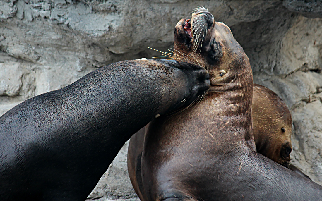 2 seals stealing a kiss in their enclosure at L'Oceanografic, Valencia, Spain.