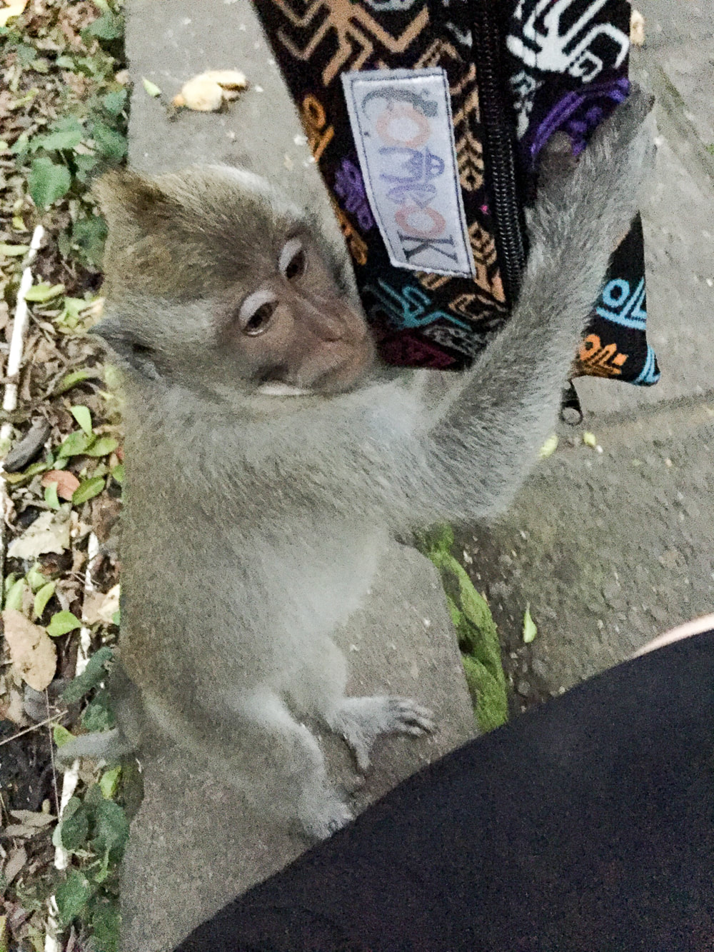 A young Grey-haired, long-tail, macaque, trying to steal my handbag. Sacred Monkey Forest Sanctuary, Ubud, Bali, Indonesia.