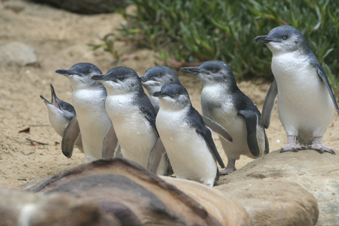 4 Incredible Islands to Visit in Australia - Penguin Parade, Summerland Beach, Phillip Island, Australia.