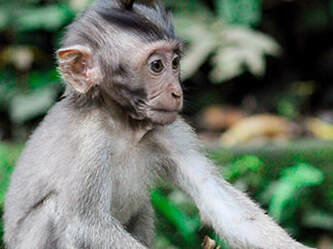 Animal Encounters: Sacred Monkey Forest Sanctuary, Ubud, Bali, Indonesia.