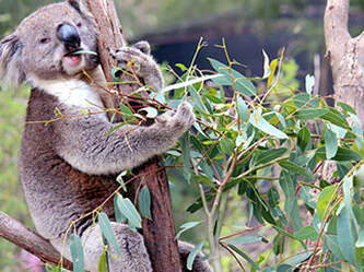 Animal Encounters: Australian Wildlife at Healesville Sanctuary.