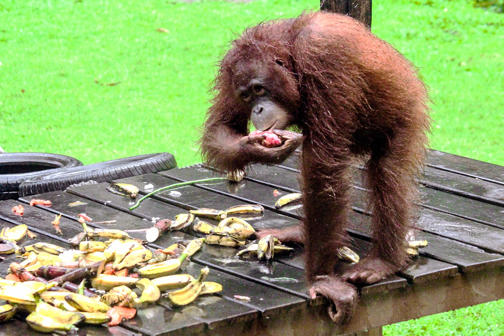 Borneo: The Sepilok Orangutan Rehabilitation Centre. Sabah, Malaysian Borneo - The orangutan nursery.