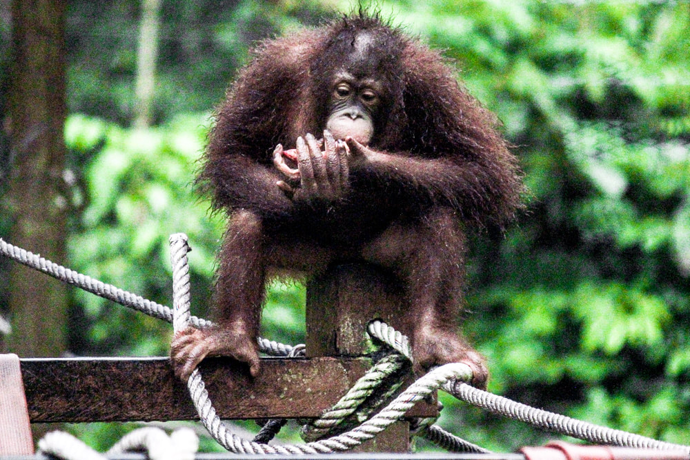 Borneo: The Sepilok Orangutan Rehabilitation Centre. Sabah, Malaysian Borneo - The orangutan nursery.