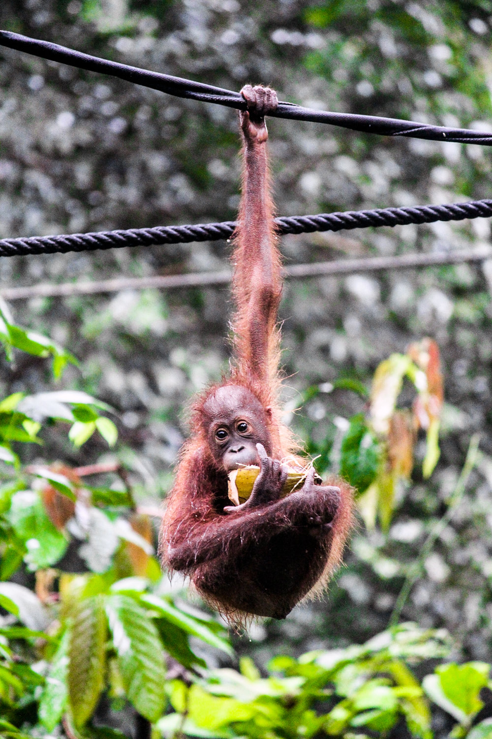 Borneo: The Sepilok Orangutan Rehabilitation Centre. A photo diary of the nursery and feeding platform at the Sepilok Orangutan Rehabilitation Centre in Sabah, Malaysian Borneo, plus information regarding the centre and the wonderful work they do. 