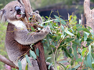 ANIMAL ENCOUNTERS HEALESVILLE Australian Wildlife at Healesville Sanctuary.