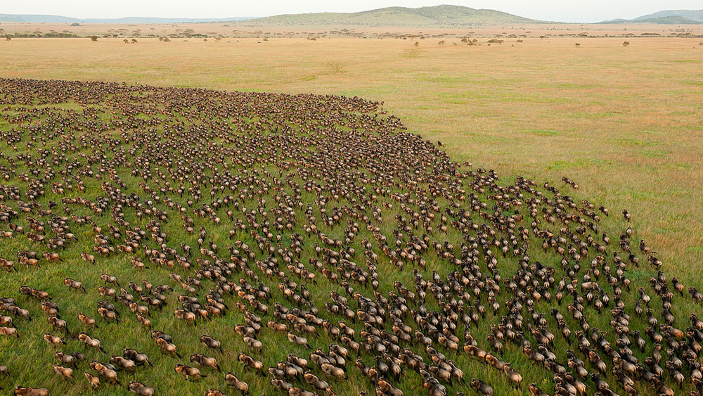 10 of the Best Places in the World to go Hot Air Ballooning: The Great Wildebeest Migrations. Serengeti National Park, Tanzania.