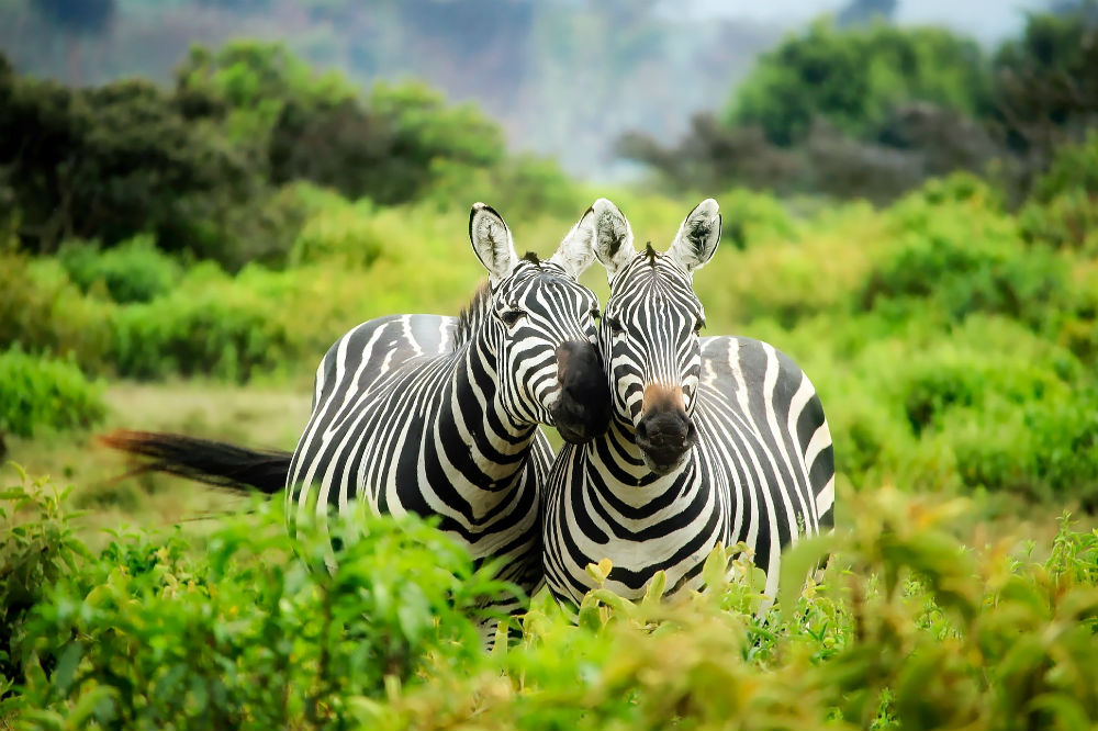 Wildlife Excursions Worthy Of Your Bucket List. Zebras.
