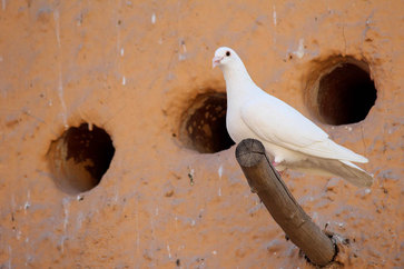 Qatar Airways free Doha city tour - Dove rests; Katara Cultural Village dovecote