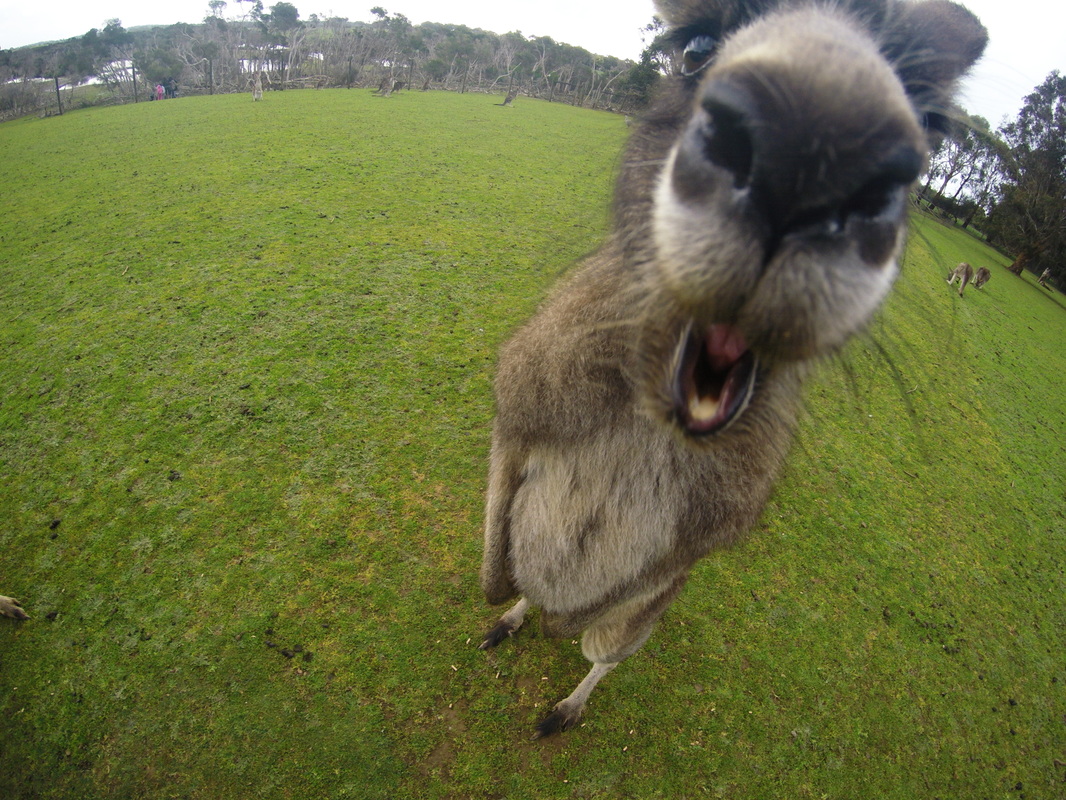 Phillip Island Wildlife Park, The most inquisitive kangaroo I have ever met. Close up with Australian wildlife.