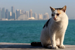 Qatar Airways free Doha city tour - Image of Cat with city in background