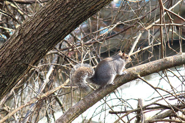 A squirrel dashing through trees along the River Thames in Weybridge, England, UK - Tily Travels.