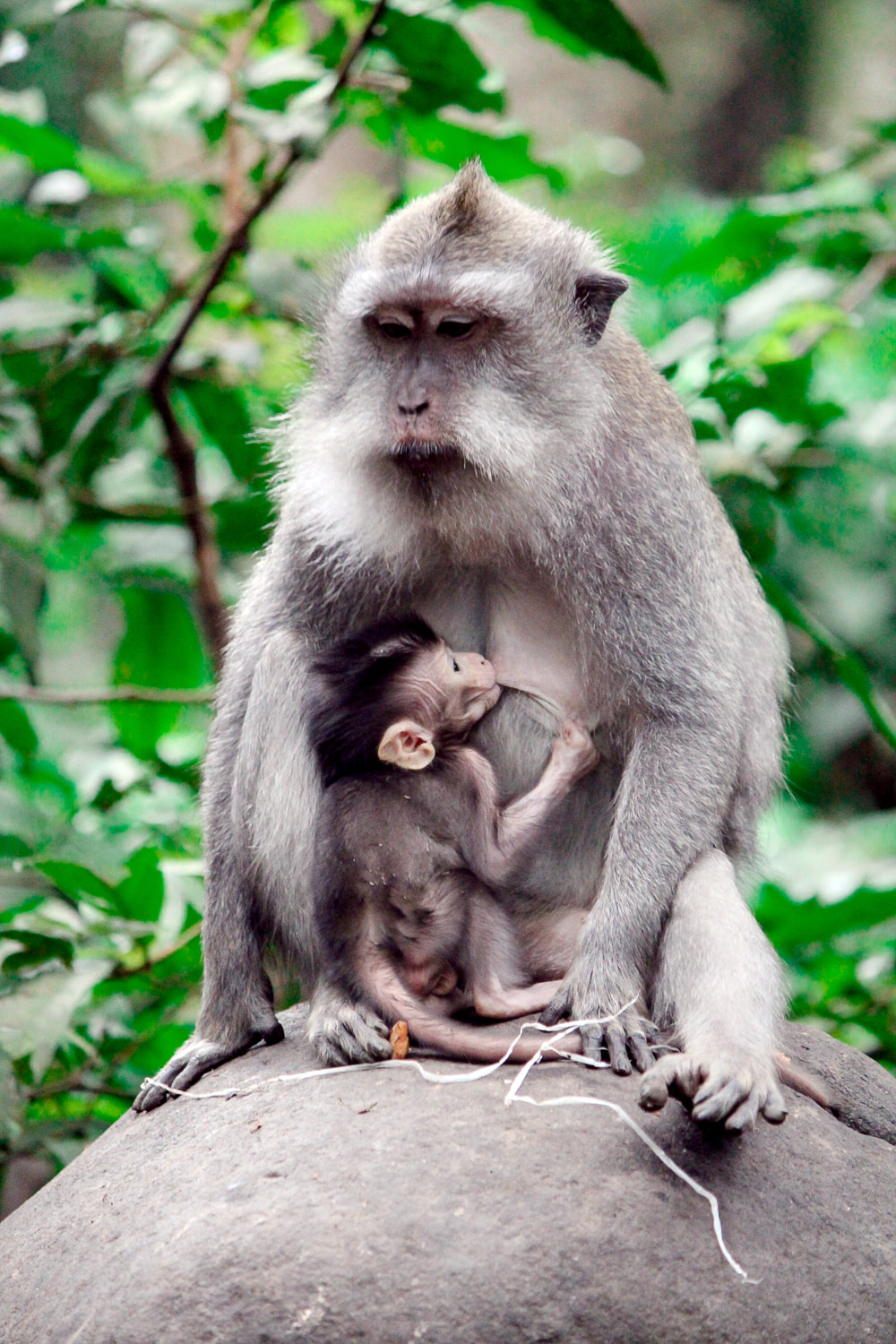 Grey-haired, long-tail, macaques. Mother feeding baby. Sacred Monkey Forest Sanctuary, Ubud, Bali, Indonesia.