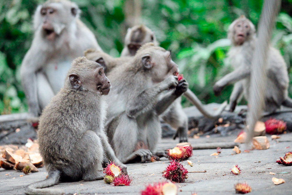 Grey-haired, long-tail, macaques. Dinner time (Rambutan's and Papaya) at the Sacred Monkey Forest Sanctuary, Ubud, Bali, Indonesia.