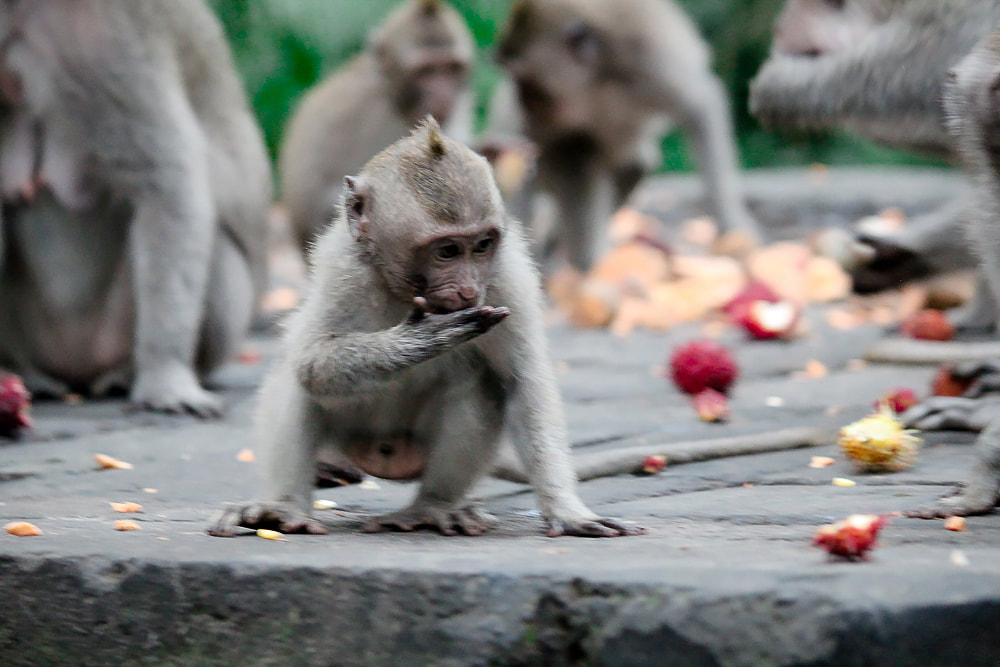 Grey-haired, long-tail, macaques. Dinner time (Rambutan's and Papaya) at the Sacred Monkey Forest Sanctuary, Ubud, Bali, Indonesia.