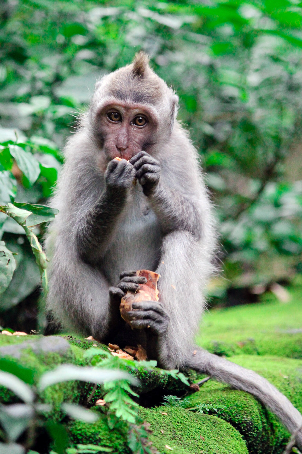 A baby Grey-haired, long-tail, macaque. Dinner time (Papaya) at the Sacred Monkey Forest Sanctuary, Ubud, Bali, Indonesia.